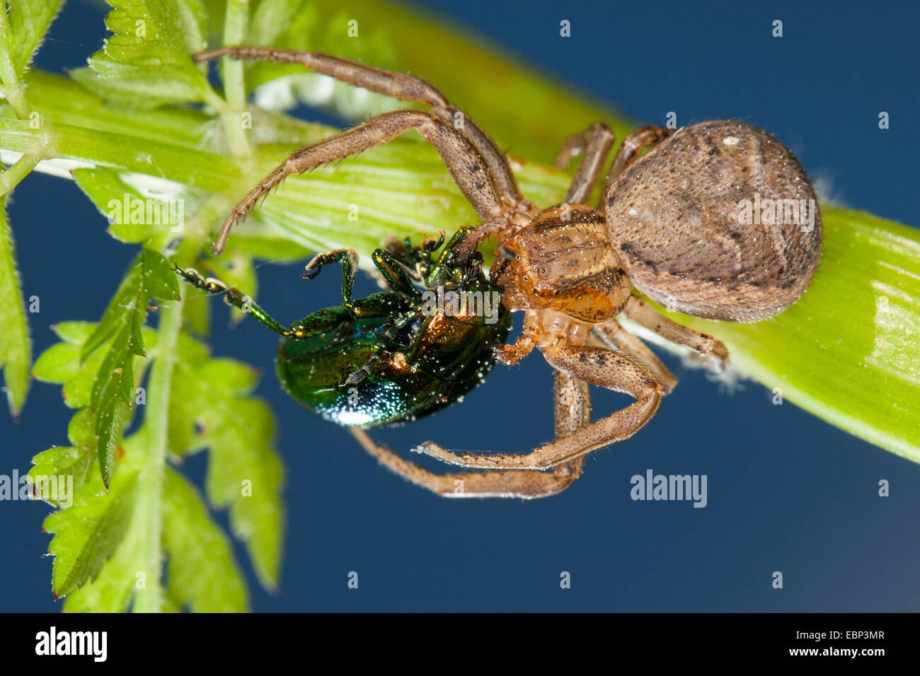 Erratic Crab-spider, crab spider (Xysticus cf. erraticus), with caught leaf beetle, Germany Stock Photo
