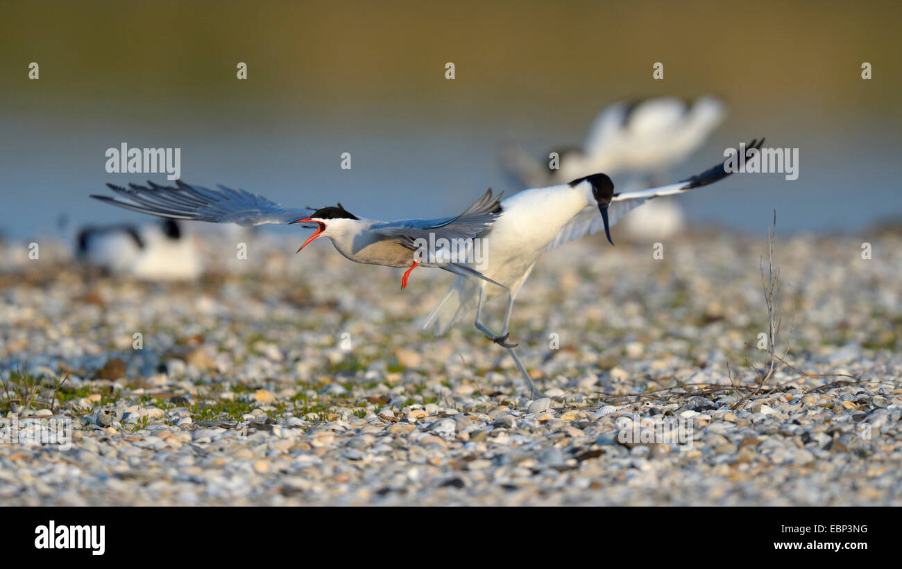 Common tern (Sterna hirundo), tern and Pied avocet conflicting for a nesting place on a bed of mussels, Netherlands Stock Photo
