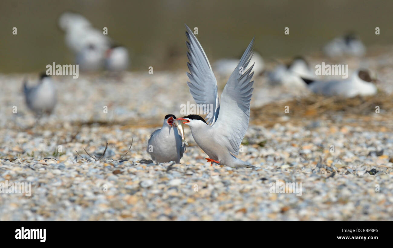 Common tern (Sterna hirundo), terns at the delivering of the prey, Netherlands Stock Photo