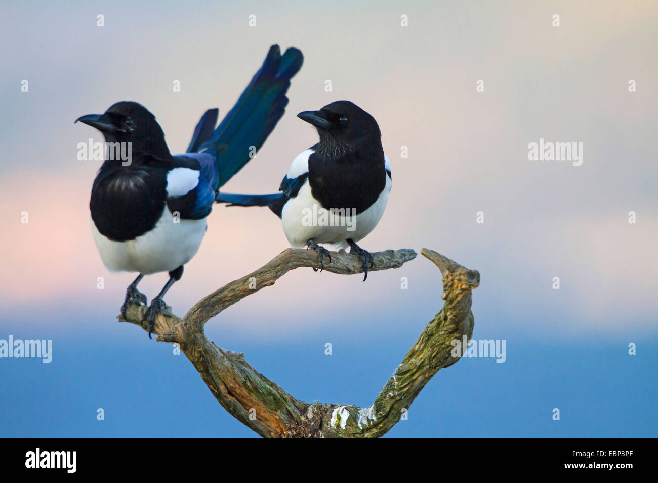 black-billed magpie (Pica pica), two black-billed magpies sitting on a twig, Norway, Trondheim Stock Photo