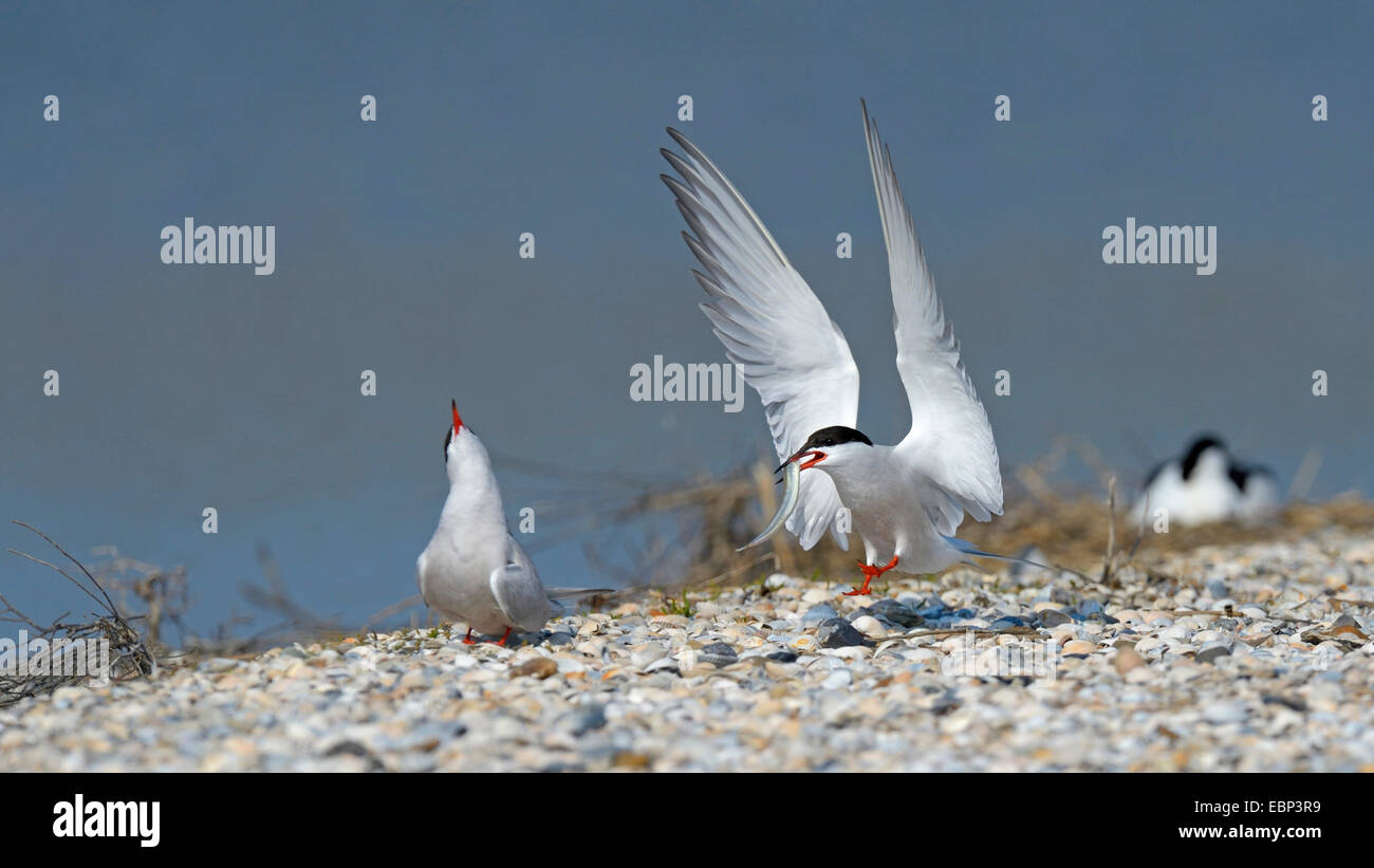 Common tern (Sterna hirundo), terns at delivering of the prey, Netherlands Stock Photo