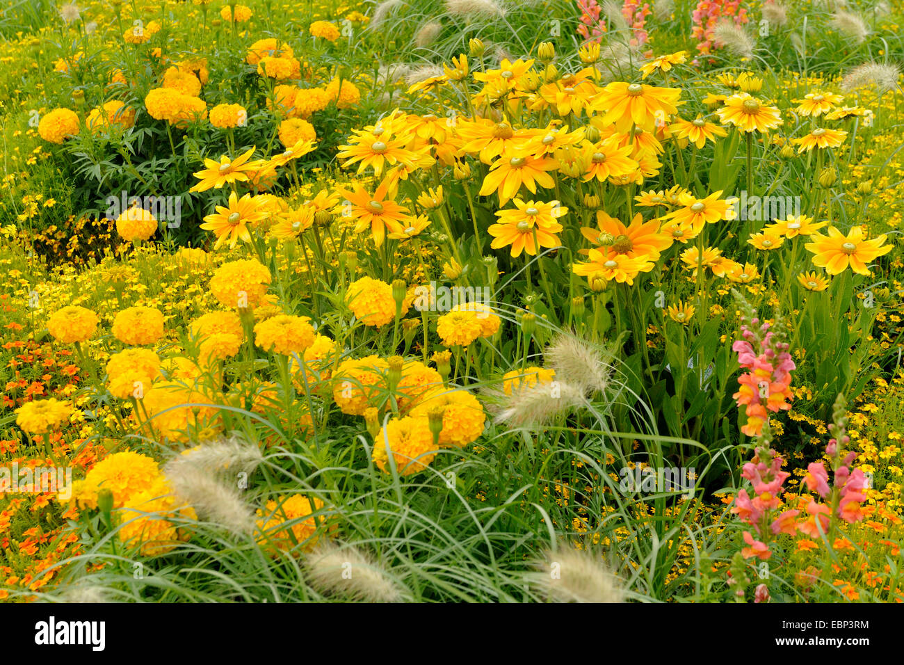 flower bed with marigold, garden snapdragon, and fountaingrass, Germany Stock Photo