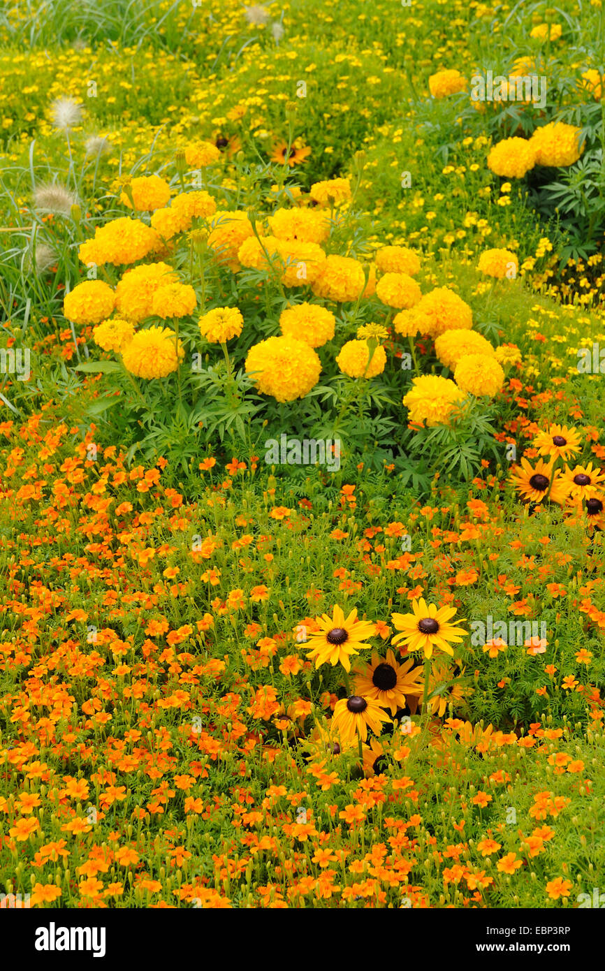 African marigold (Tagetes erecta), flower bed with marigold, and fountaingrass, Germany Stock Photo
