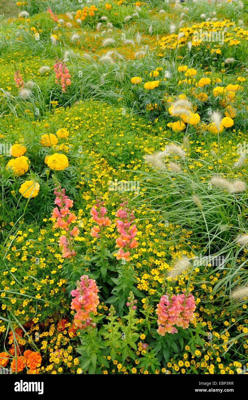 African marigold tagetes erecta hi-res stock photography and images - Alamy