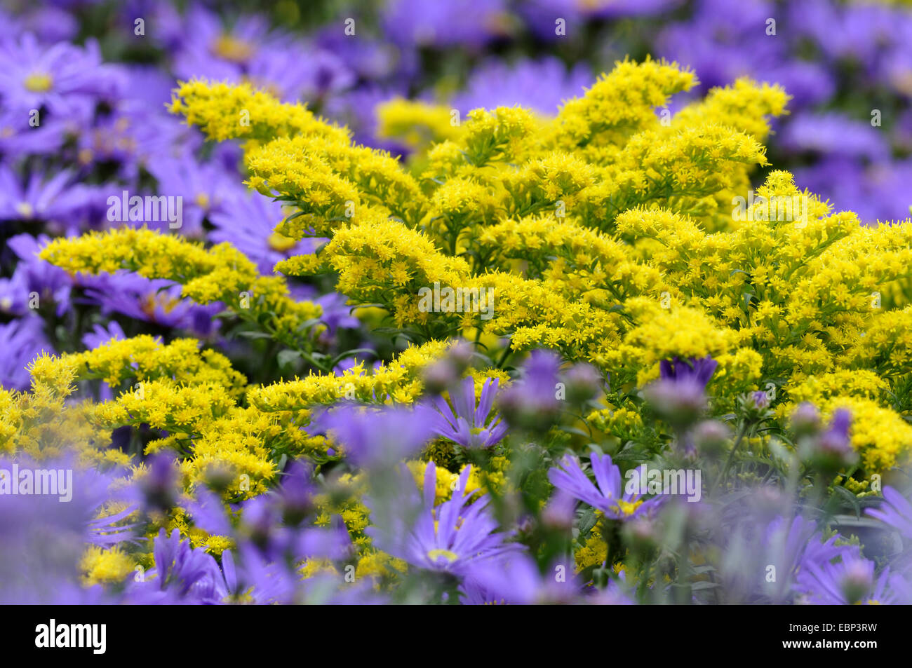early golden-rod, late goldenrod, smooth goldenrod, smooth three-ribbed goldenrod (Solidago gigantea), in a flowerbed with asters Stock Photo