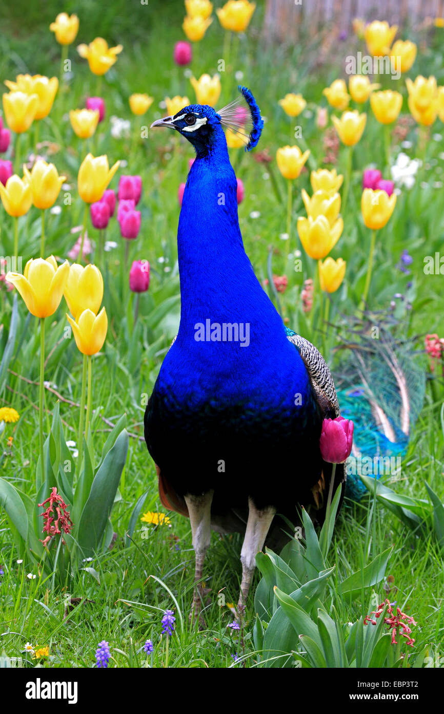 common peafowl (Pavo cristatus), male standing in a meadow full of yellow and lilac tulips Stock Photo