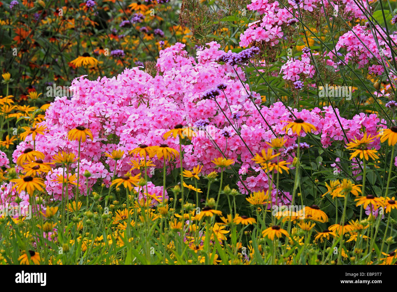 fall phlox, garden phlox (Phlox paniculata), colourful garden bed with phlox and coneflower Stock Photo
