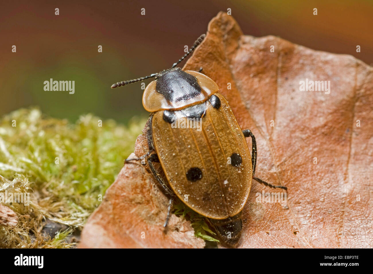 four-spotted burying beetle (Xylodrepa quadrimaculata, Dendroxena quadrimaculata), sitting on a dry leaf lying in moss, Germany Stock Photo