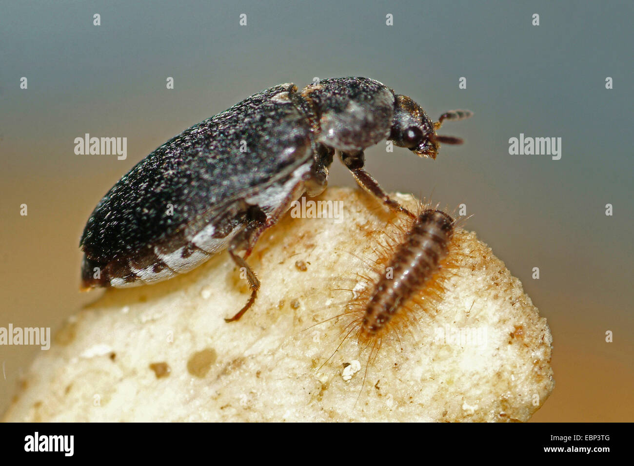 Leather beetle (Dermestes spec.), feeding, Germany Stock Photo