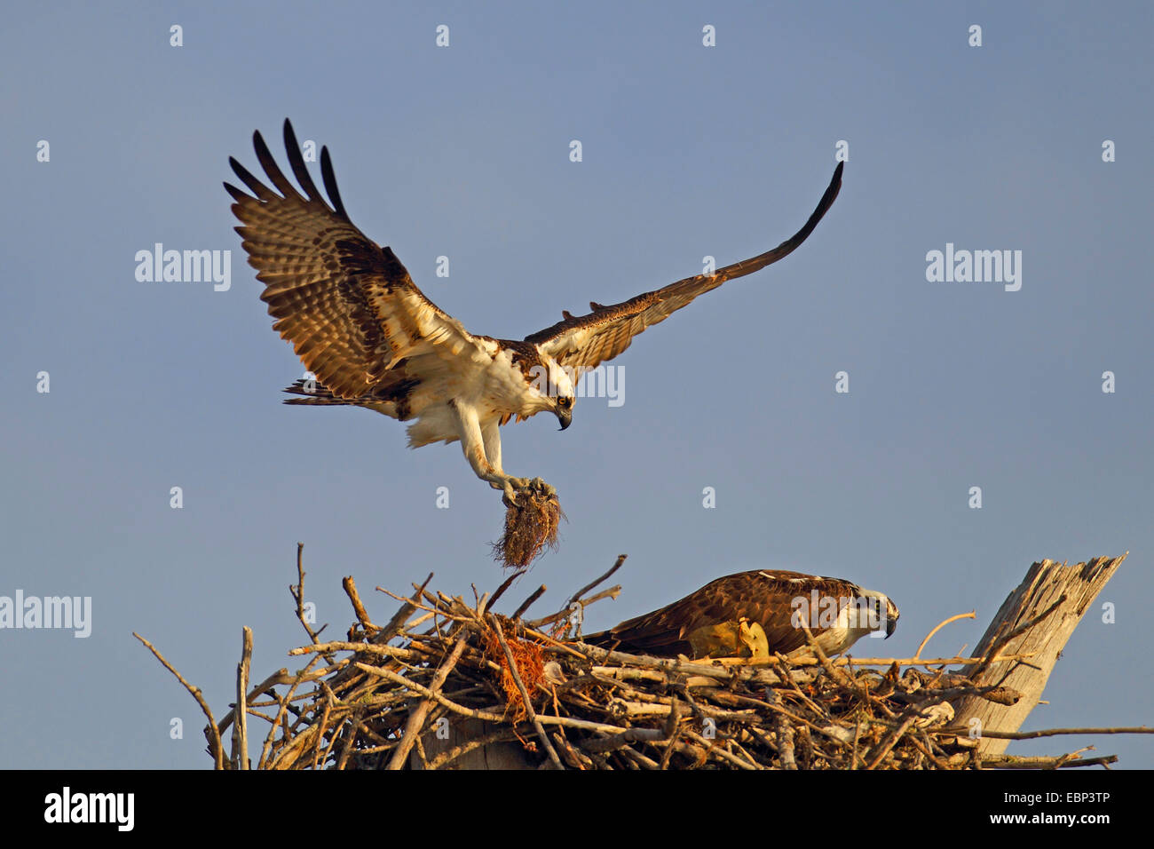 osprey, fish hawk (Pandion haliaetus), flies to the nest with nesting material, USA, Florida Stock Photo