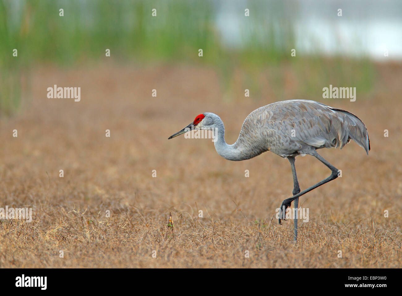 sandhill crane (Grus canadensis), crane looks for food in grassland, USA, Florida Stock Photo