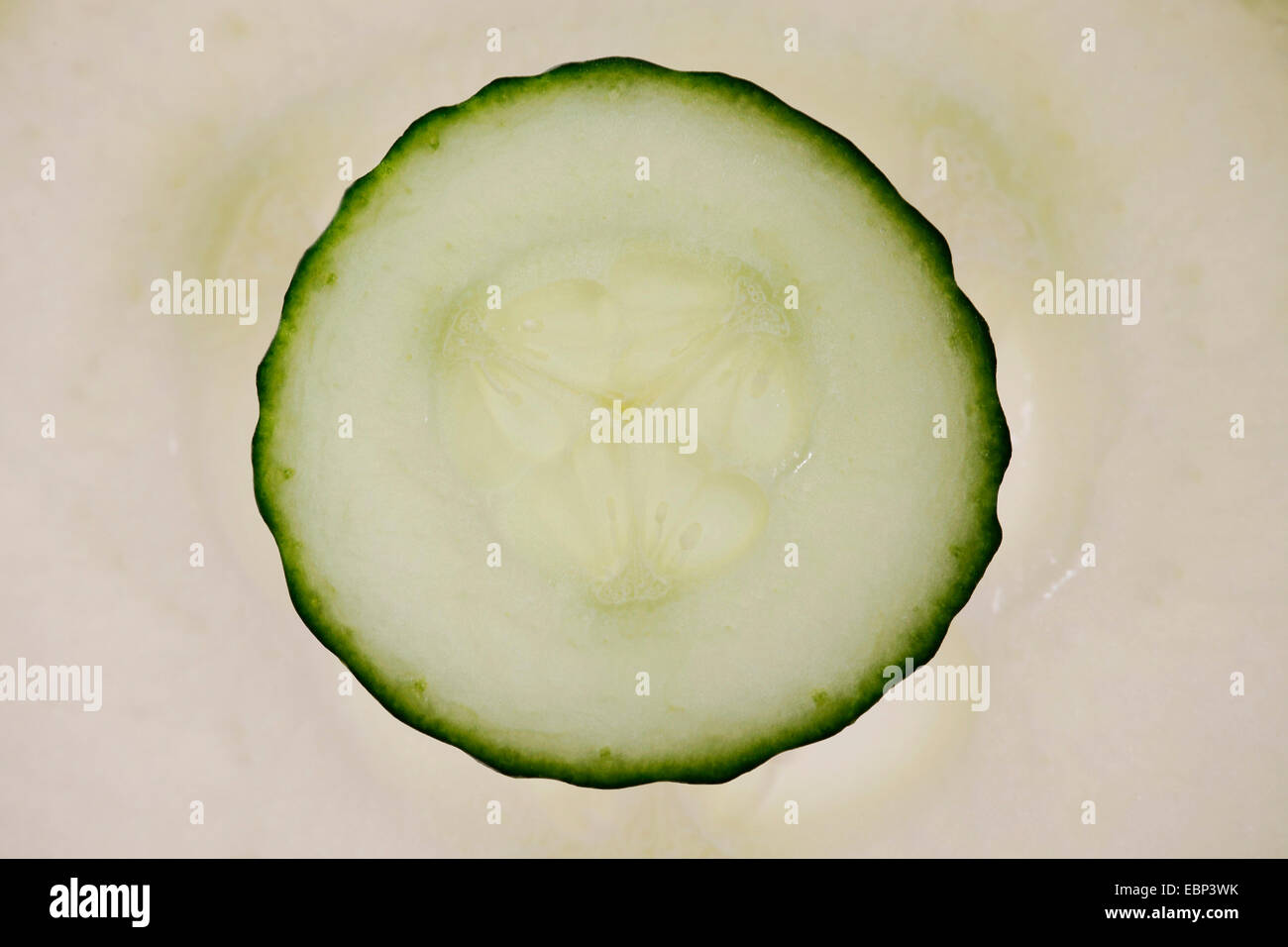 Single Cucumber Stock Photo