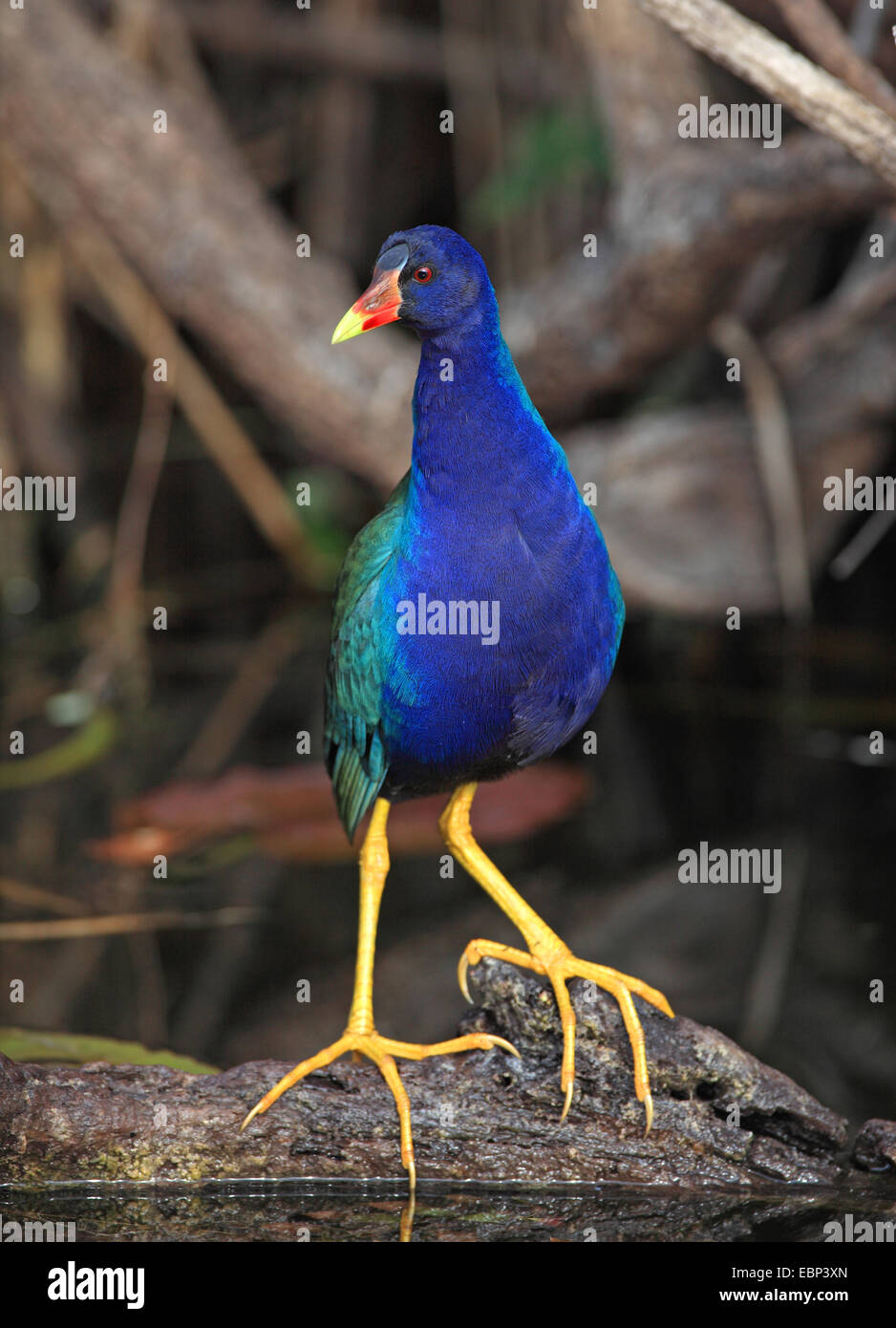 american-purple-gallinule-hi-res-stock-photography-and-images-alamy