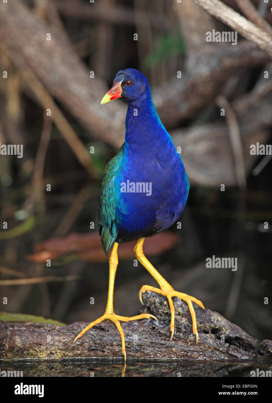 purple gallinule, American purple gallinule (Gallinula martinica, Porphyrula martinica, Porphyrio martinica), bird stands on a stone in the water, USA, Florida, Everglades National Park Stock Photo
