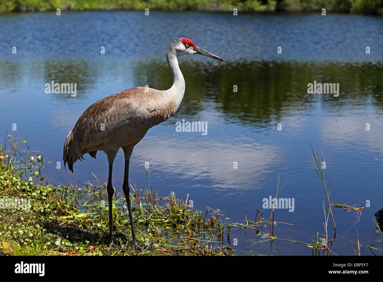 sandhill crane (Grus canadensis), stands at the lakeside, USA, Florida Stock Photo