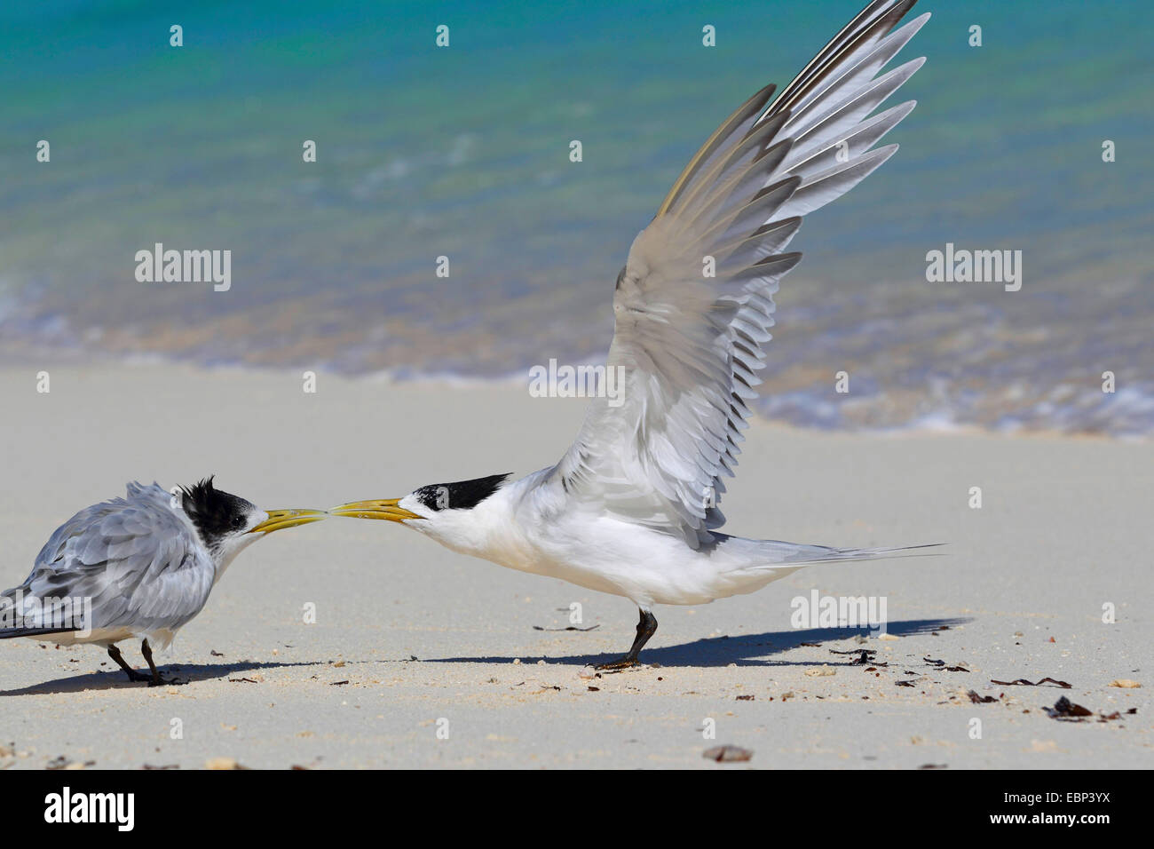 greater crested tern (Thalasseus bergii, Sterna bergii), stands on the beach, juvenile bird calls for food , Seychelles, Bird Island Stock Photo