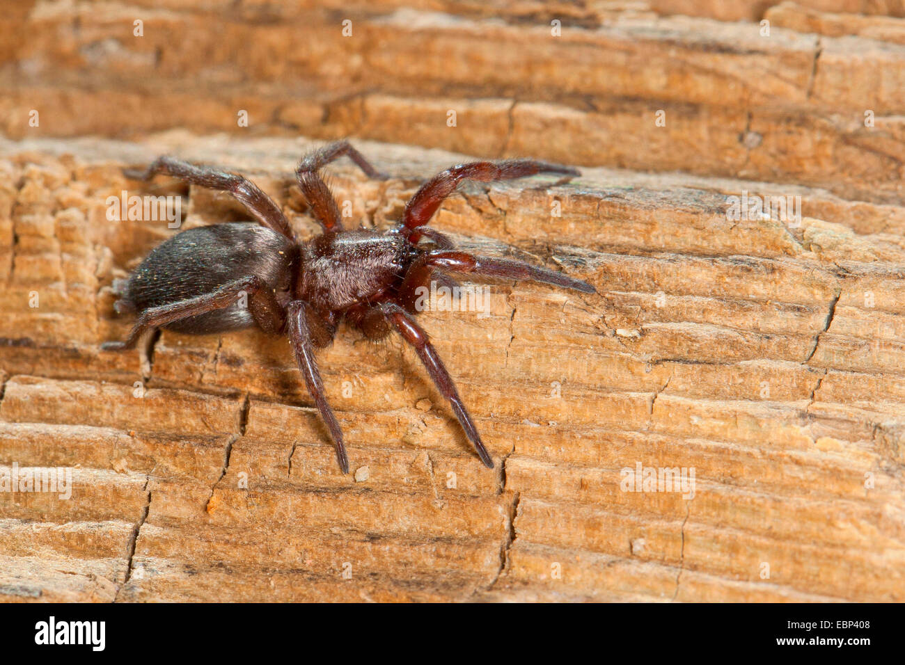 Mouse Spider, Ground spider (Scotophaeus scutulatus oder Scotophaeus blackwalli), on wood, Germany Stock Photo
