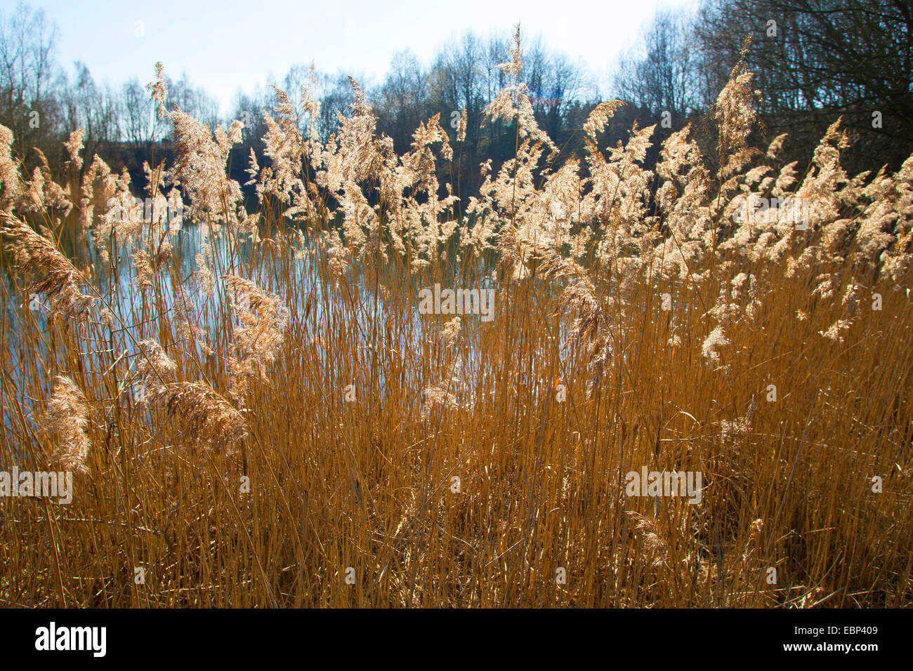 reed grass, common reed (Phragmites communis, Phragmites australis), reed in sunlight, Germany Stock Photo