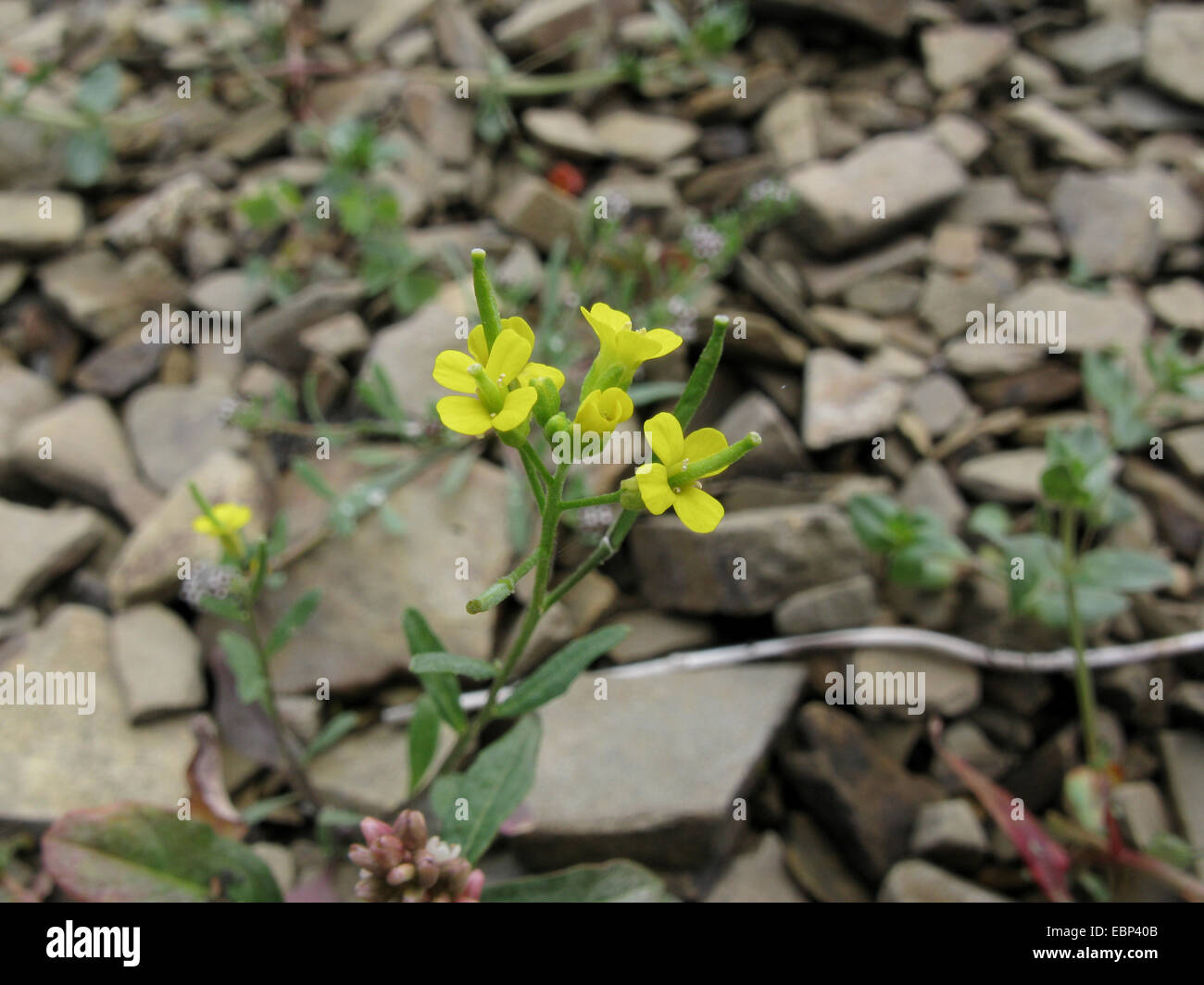 Treacle mustard, Wormseed mustard, Wallflower mustard, Wormseed