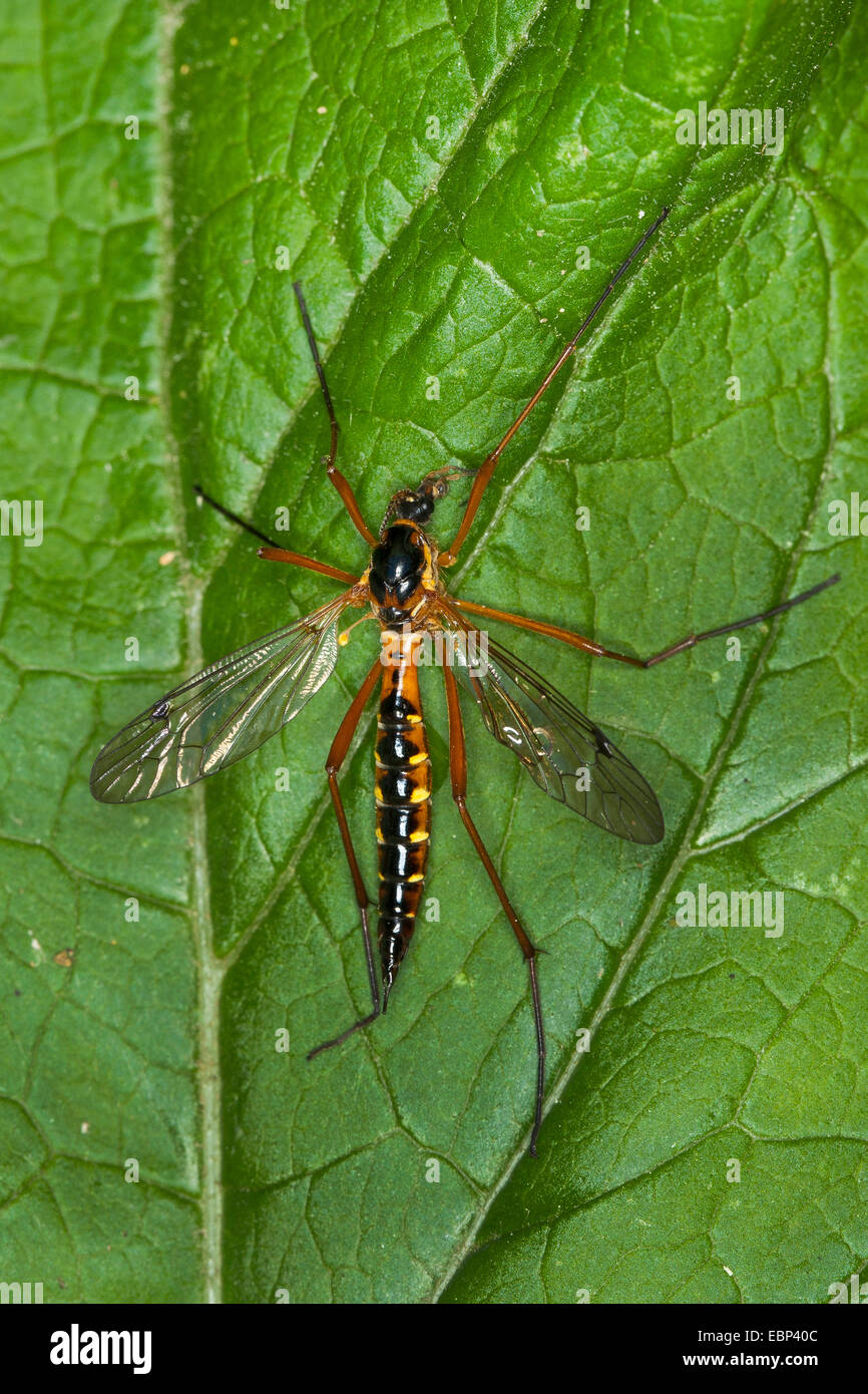 Daddy long-legs, Daddy longlegs, Crane flies (Ctenophora pectinicornis, Ctenophora nigrocrocea, Ctenophora splendor, Tipula nigrocrocea, Tipula pectinicornis, Tipula splendor), on a leaf, Germany Stock Photo