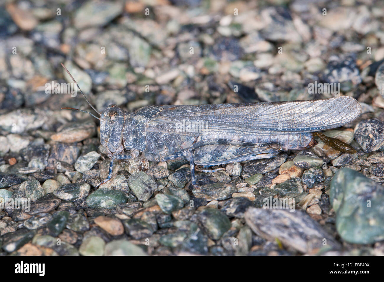 Blue-winged Grasshopper (Sphingonotus spec.), perfect camouflage on the ground Stock Photo