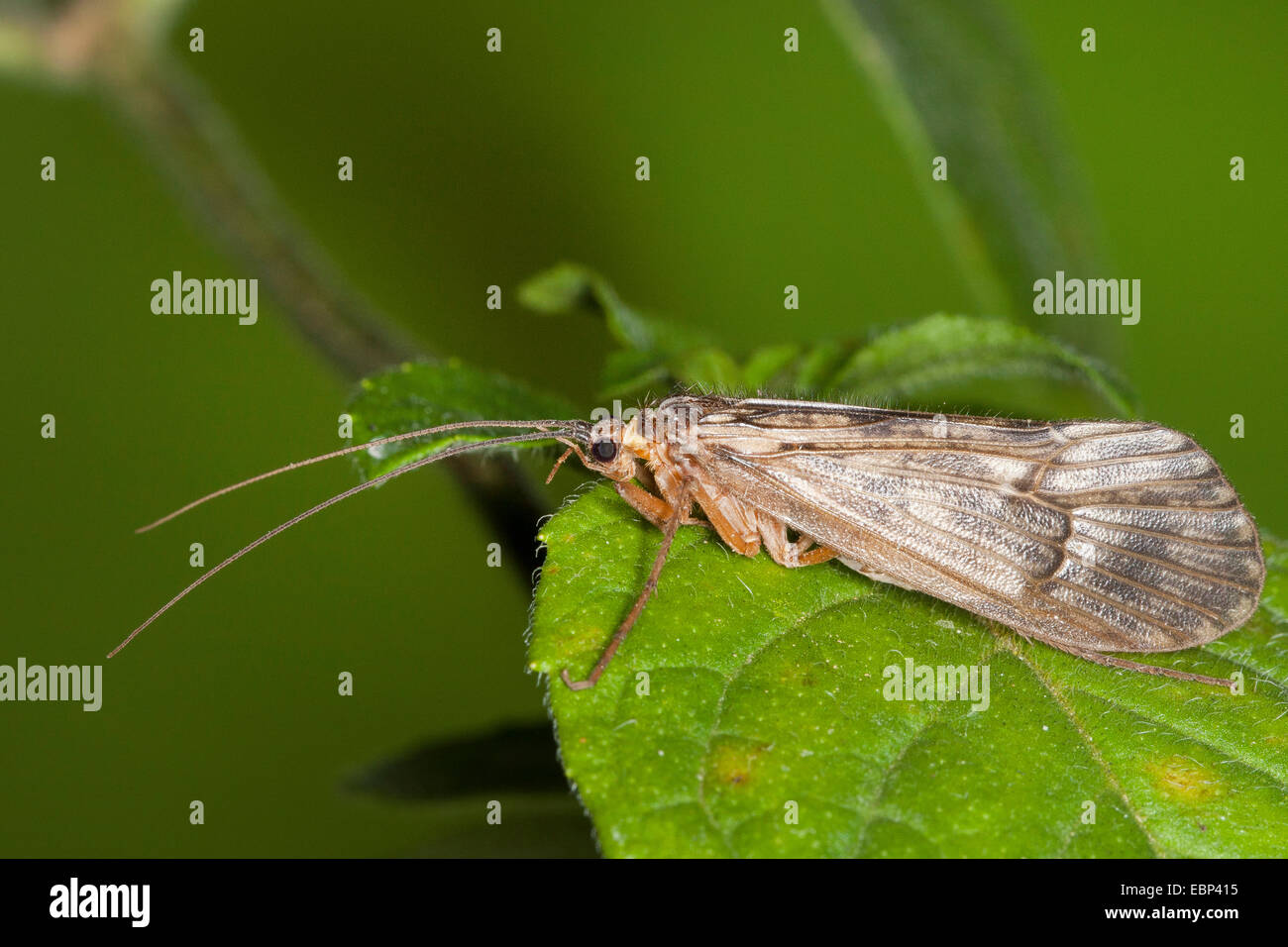 Caddisflies hires stock photography and images Alamy