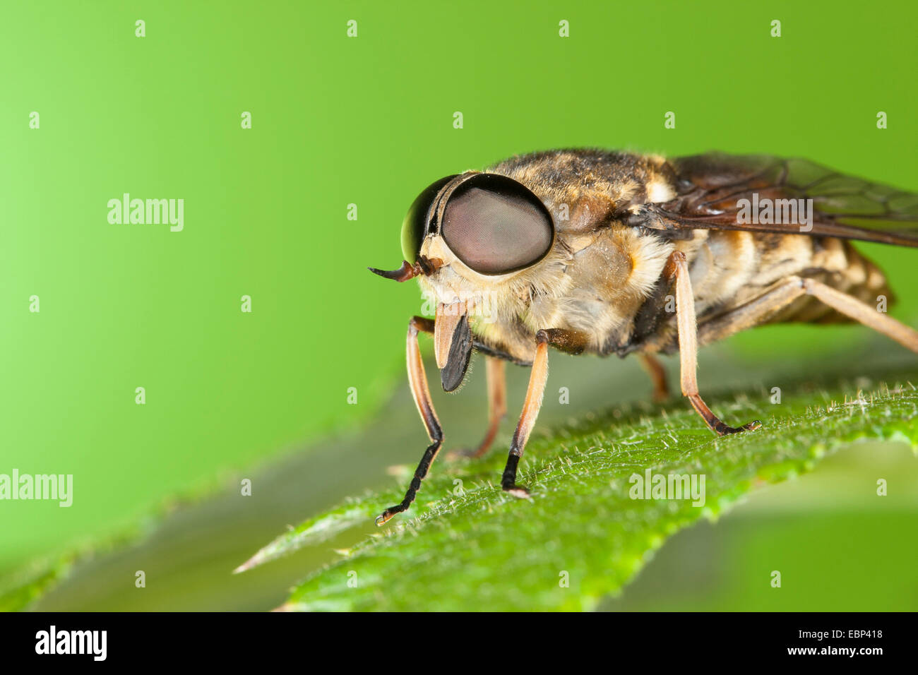horsefly (Tabanus sudeticus), portrait with compound eyes and stinging mouthparts, Germany Stock Photo