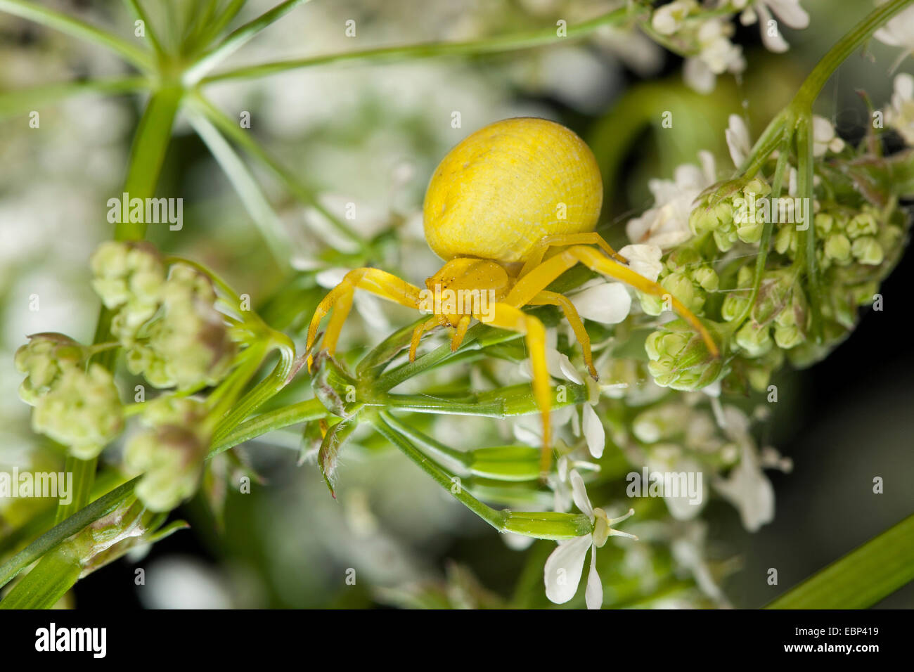 goldenrod crab spider (Misumena vatia), female, Germany Stock Photo