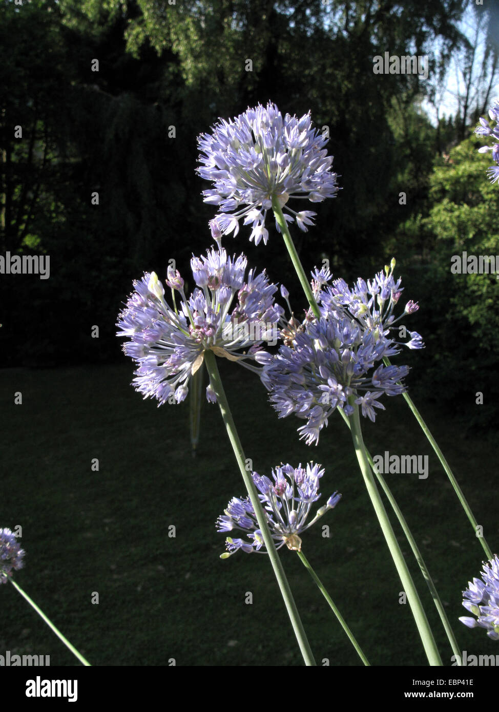 Blue Allium (Allium caeruleum), blooming Stock Photo
