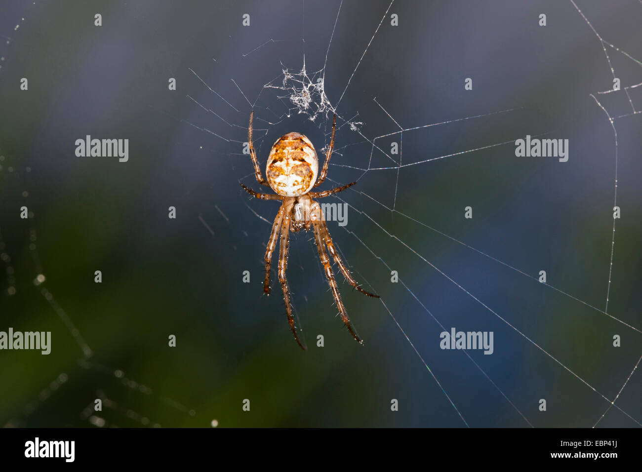 Autumn spider, Autumn-spider, Lesser Garden Spider (Metellina spec., Meta spec., Metellina mengei oder Metellina segmentata), lurking in its web, Germany Stock Photo