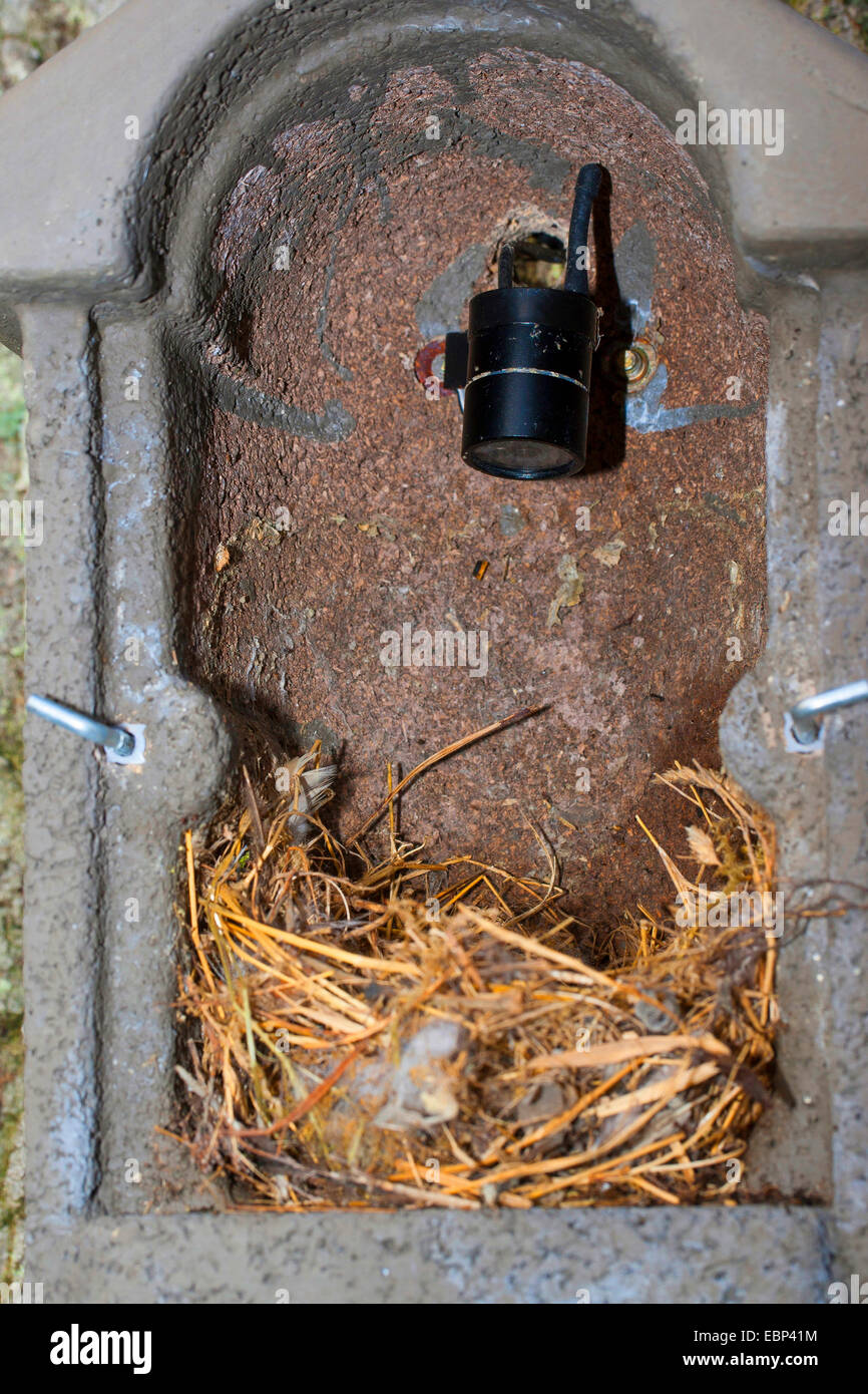Bird Box, nest box with camera in the nesting box that can transfer pictures what is happening to a screen, Germany Stock Photo