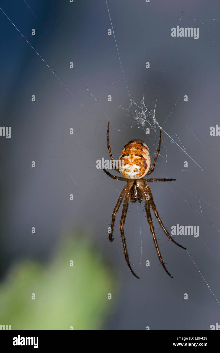 Autumn spider, Autumn-spider, Lesser Garden Spider (Metellina spec., Meta spec., Metellina mengei oder Metellina segmentata), lurking in its web, Germany Stock Photo