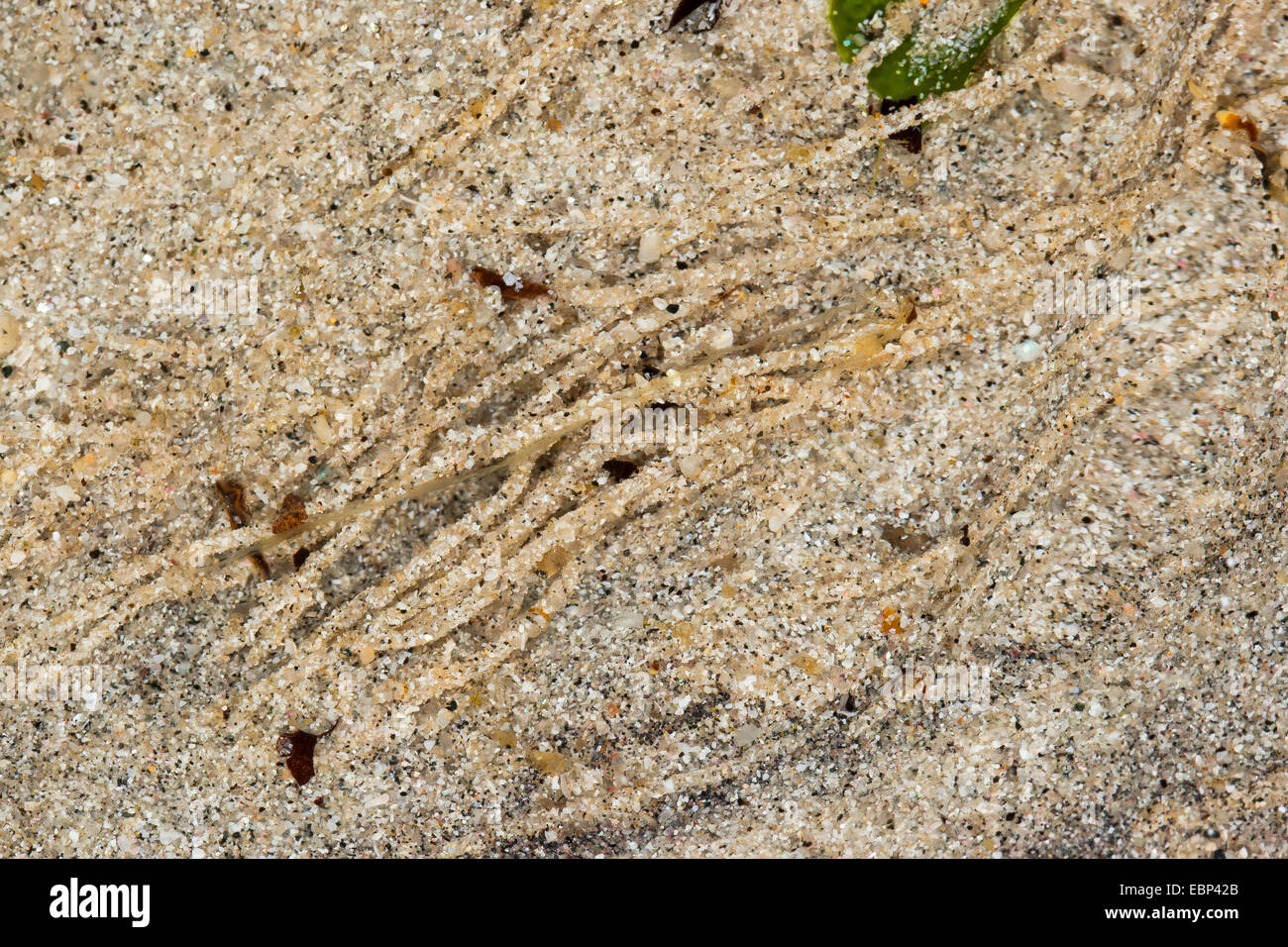 pygospio worm, tube-dweller (Pygospio elegans), exposed sand burrows in the wadden sea, Germany Stock Photo