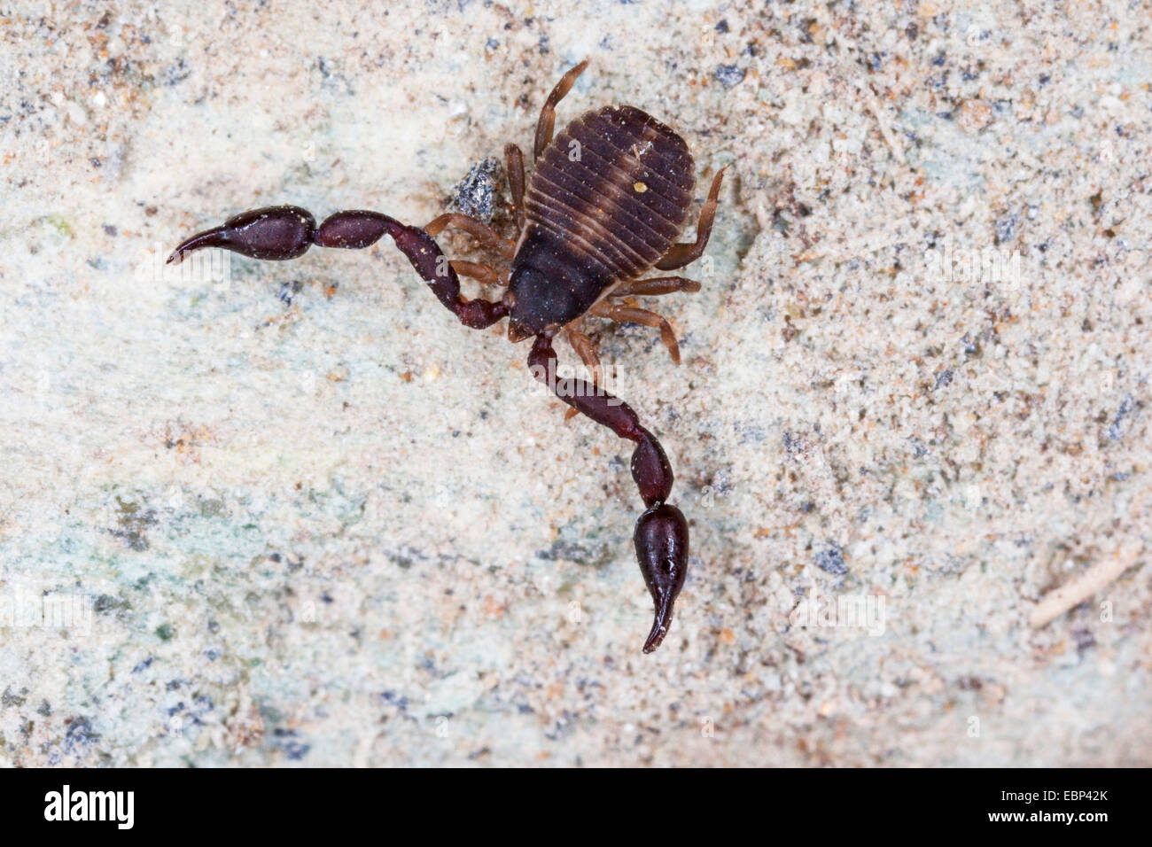 Pseudoscorpion, False scorpion, Book scorpion (Pseudoscorpiones), on a stone, France, Corsica Stock Photo