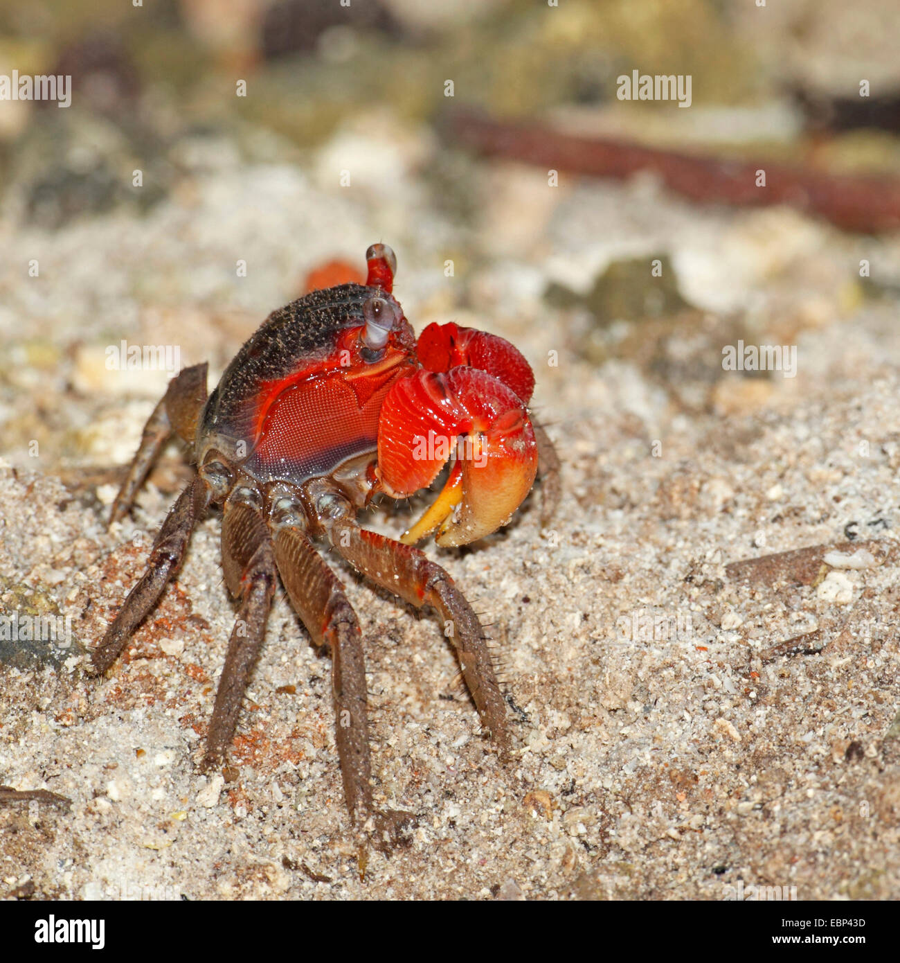 Red Claw Crab, Land crab (Cardisoma carnifex), in the sand, Seychelles, Mahe Stock Photo