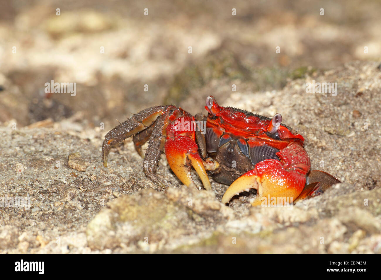 Red Claw Crab, Land crab (Cardisoma carnifex), in the sand, Seychelles