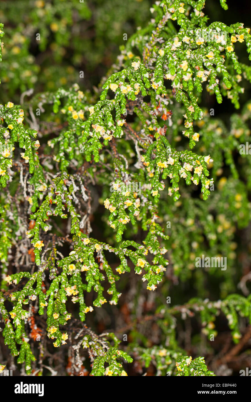 Mitnan, Shaggy Sparrow-Wort (Thymelaea hirsuta, Passerina hirsuta), blooming Stock Photo