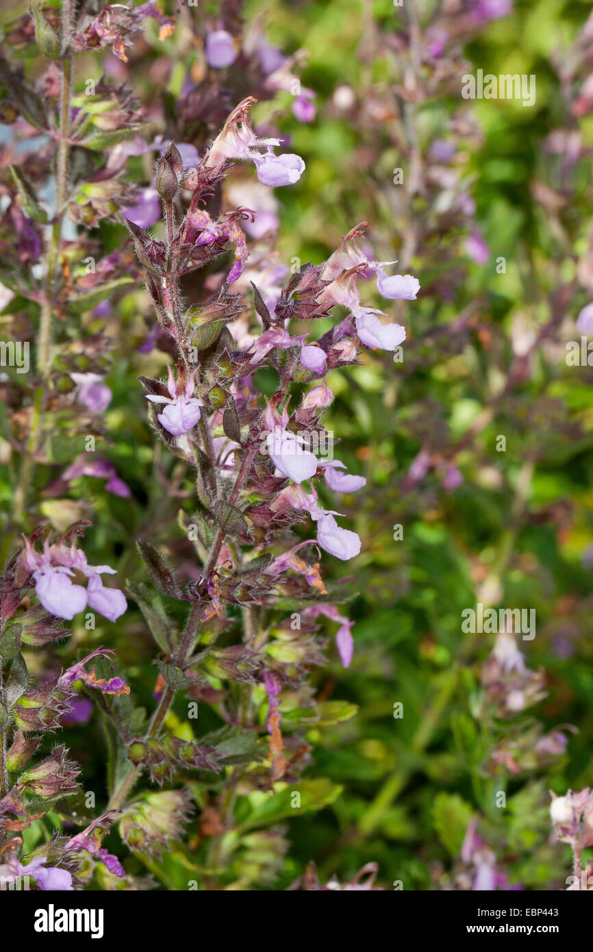 Wall germander (Teucrium chamaedrys), inflorescence, Germany Stock Photo