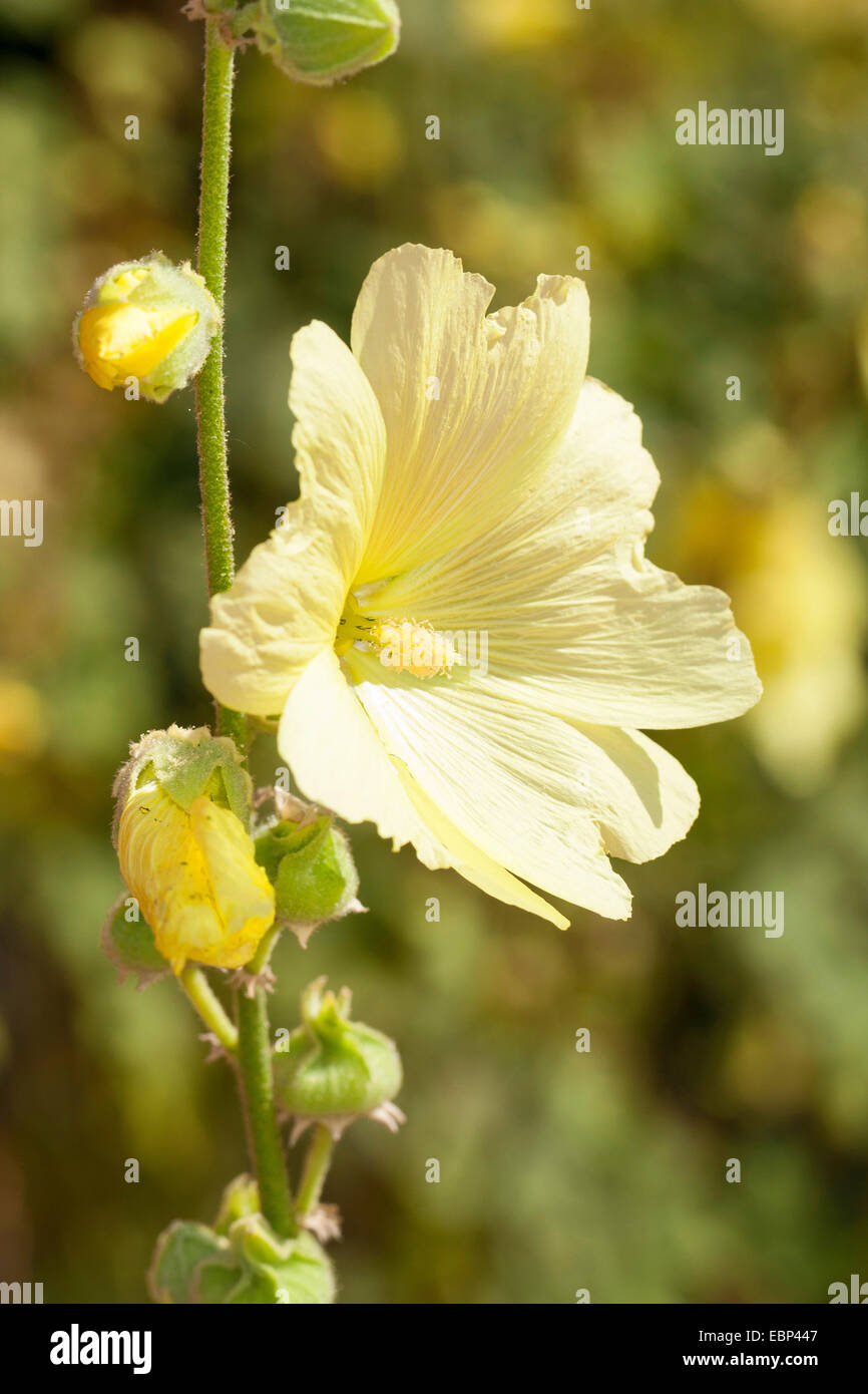 Rugose Hollyhock, Hairy Hollyhock, Yellow Hollyhock (Alcea rugosa), flower Stock Photo