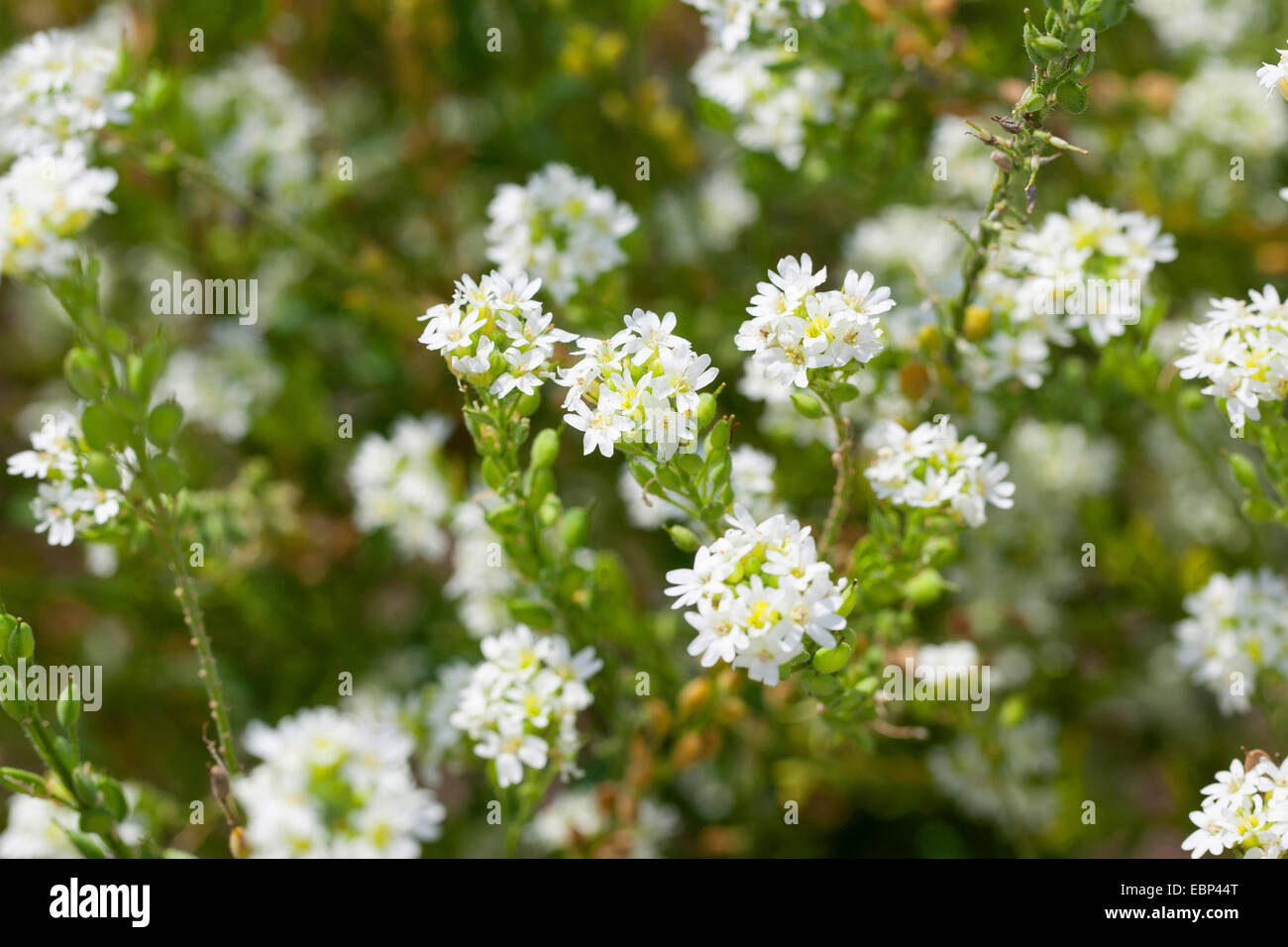 Hoary alyssum hi-res stock photography and images - Alamy