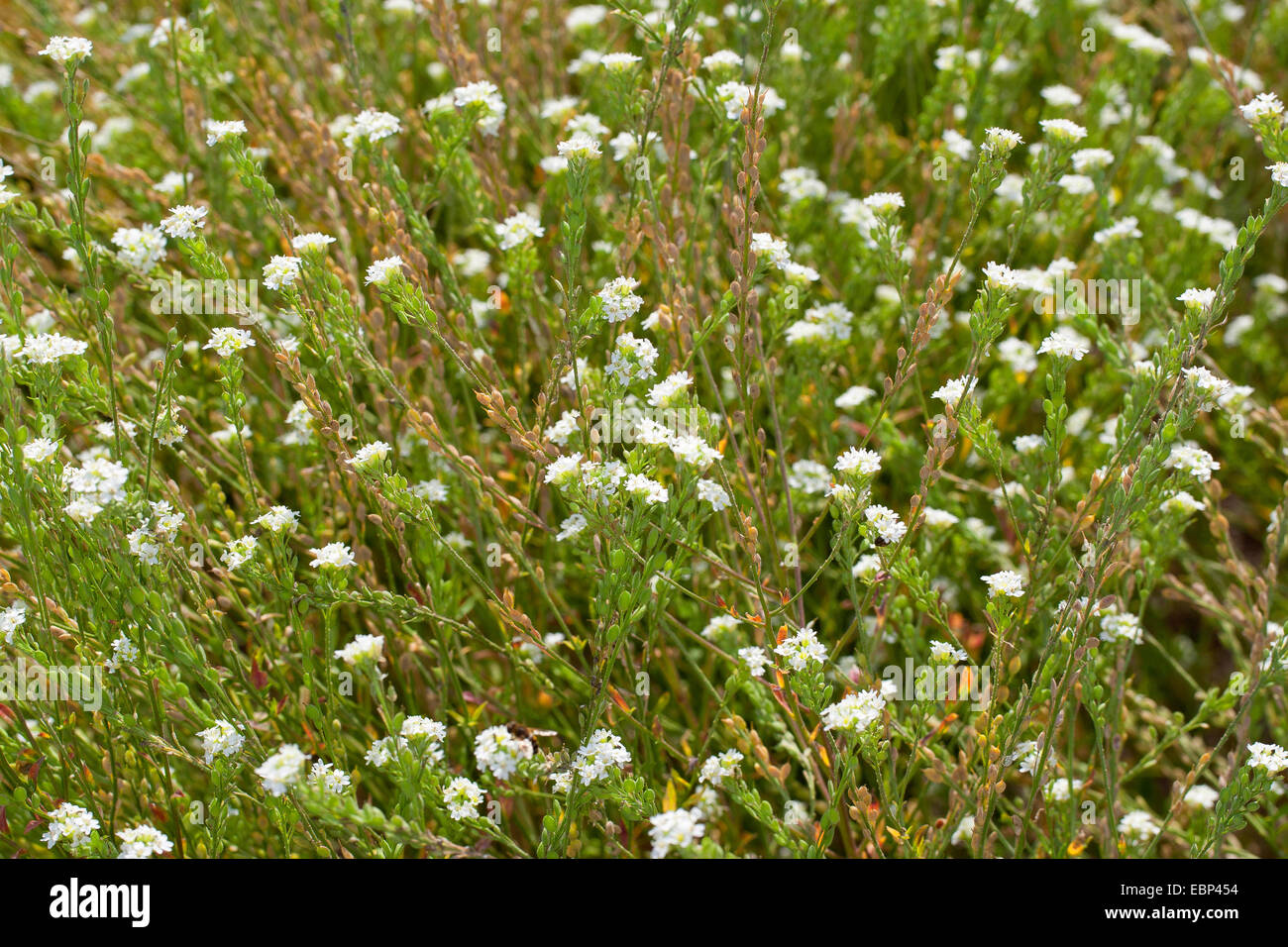 Hoary alyssum hi-res stock photography and images - Alamy