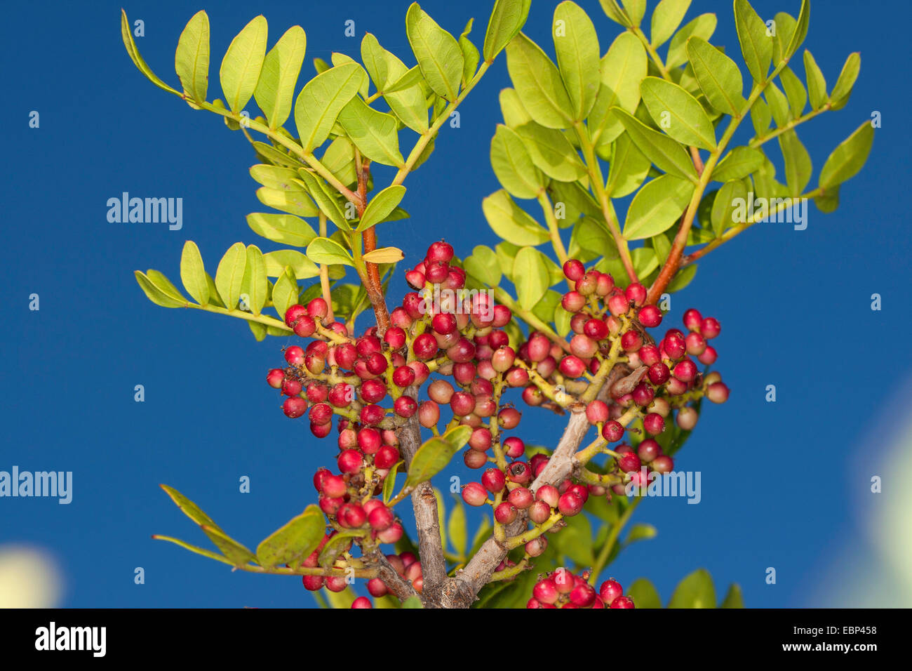 mastic (Pistacia lentiscus), fruiting branch Stock Photo