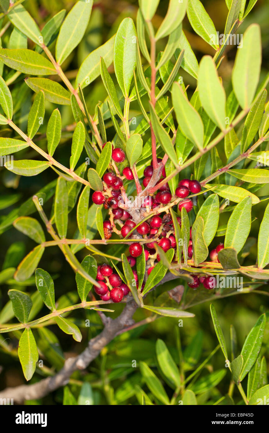 mastic (Pistacia lentiscus), fruiting branch Stock Photo