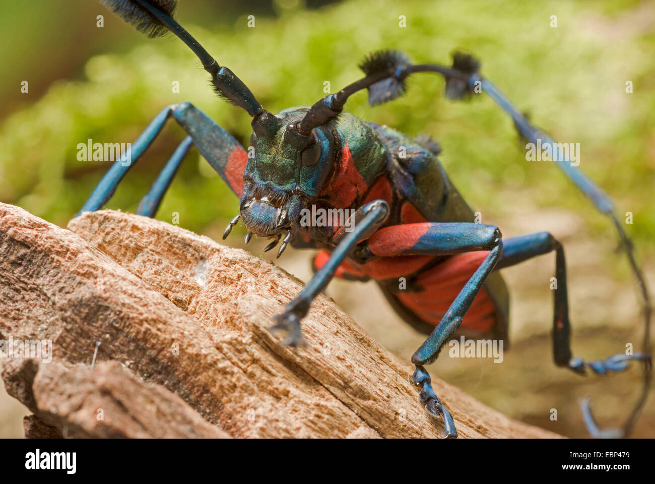 long-horned beetle (Diostocera wallichi tonkinensis), sitting on dead wood Stock Photo