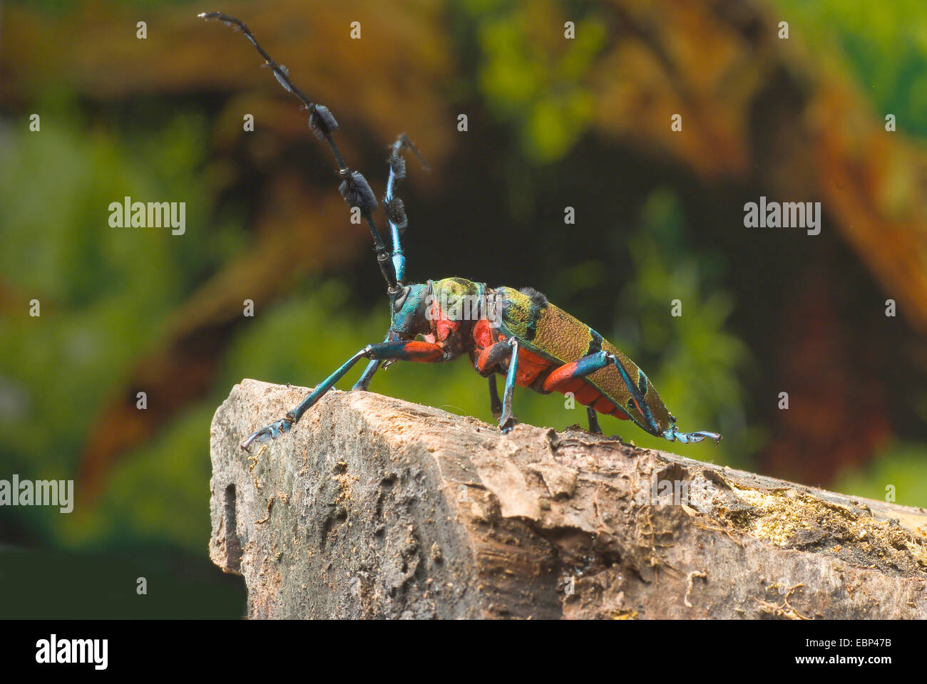 long-horned beetle (Diostocera wallichi tonkinensis), climbing on dead wood Stock Photo
