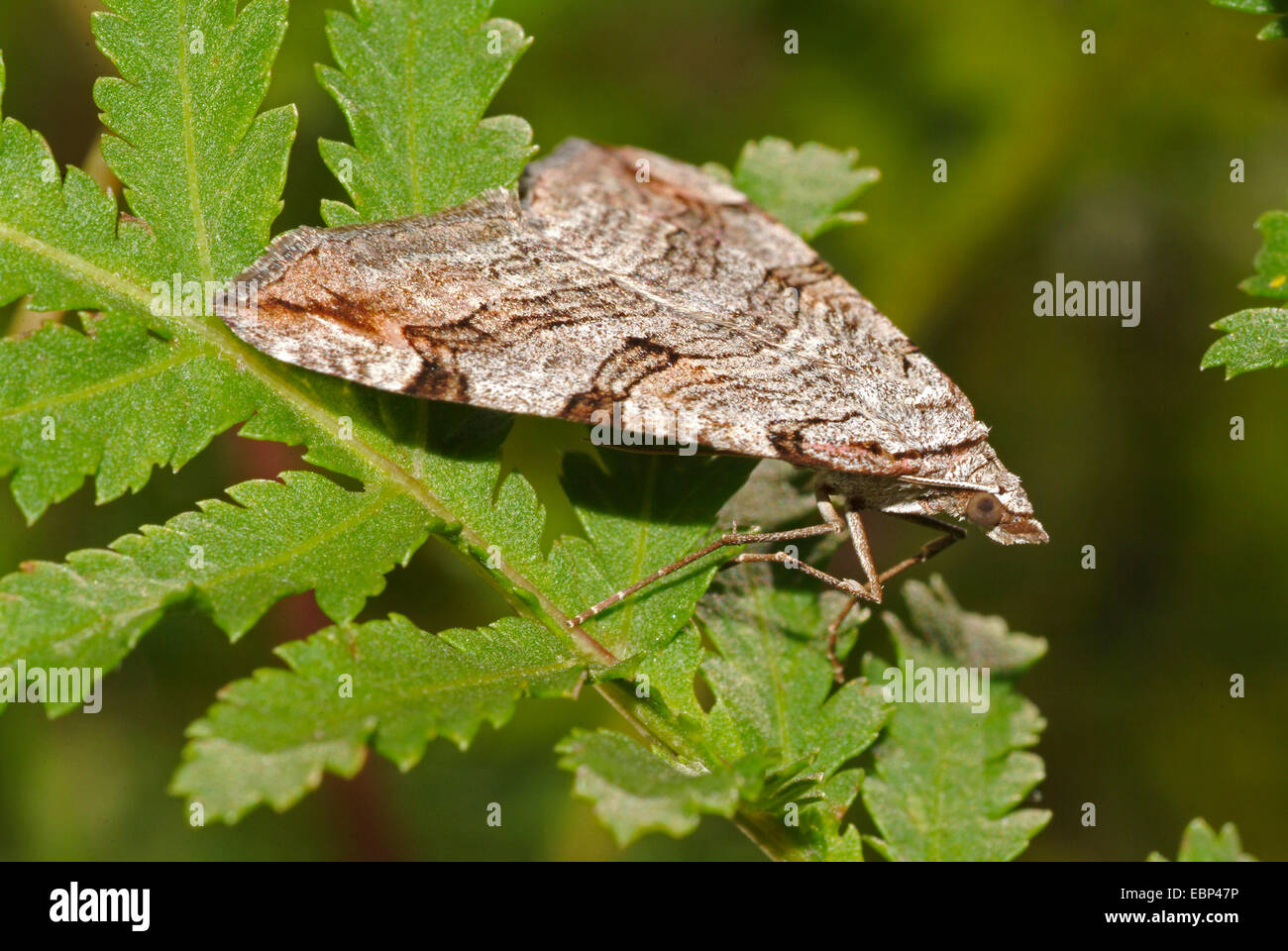 Lesser Treble-bar (Aplocera efformata), sitting on a leaf, Germany Stock Photo