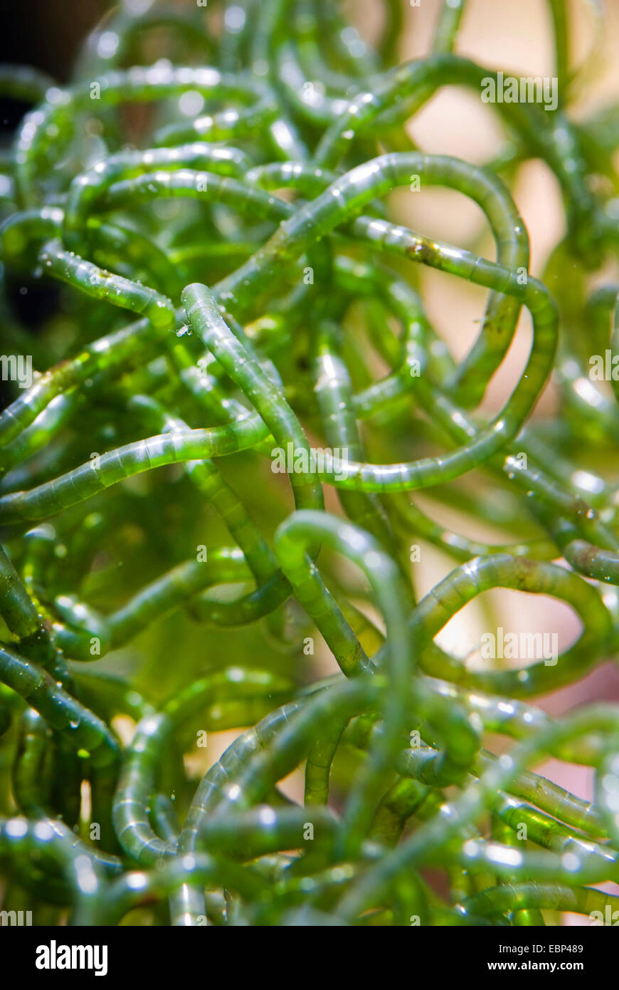Green seaweed (Chaetomorpha linum), macro shot Stock Photo