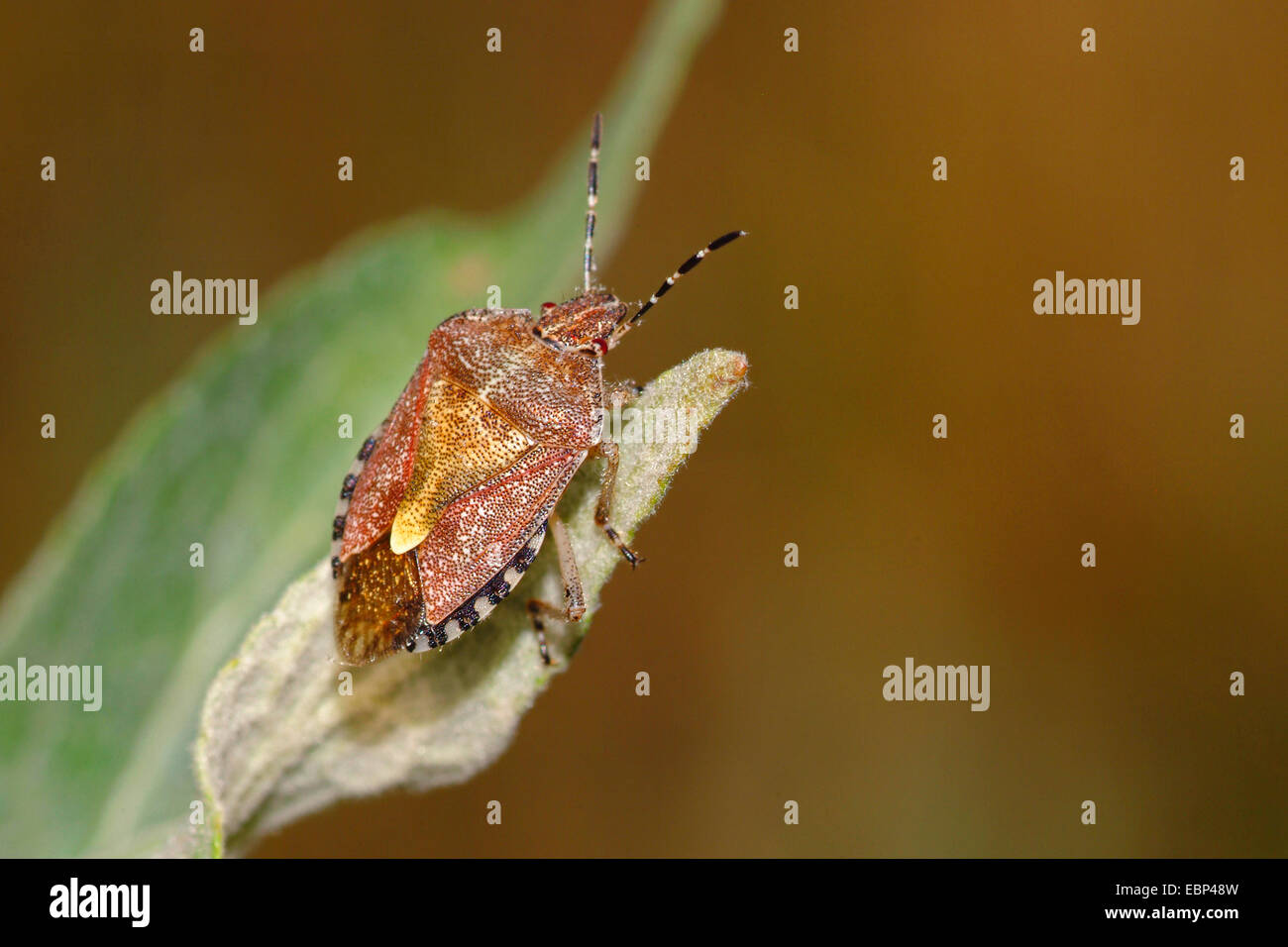 sloe bug, sloebug (Dolycoris baccarum), on a leaf, Germany Stock Photo