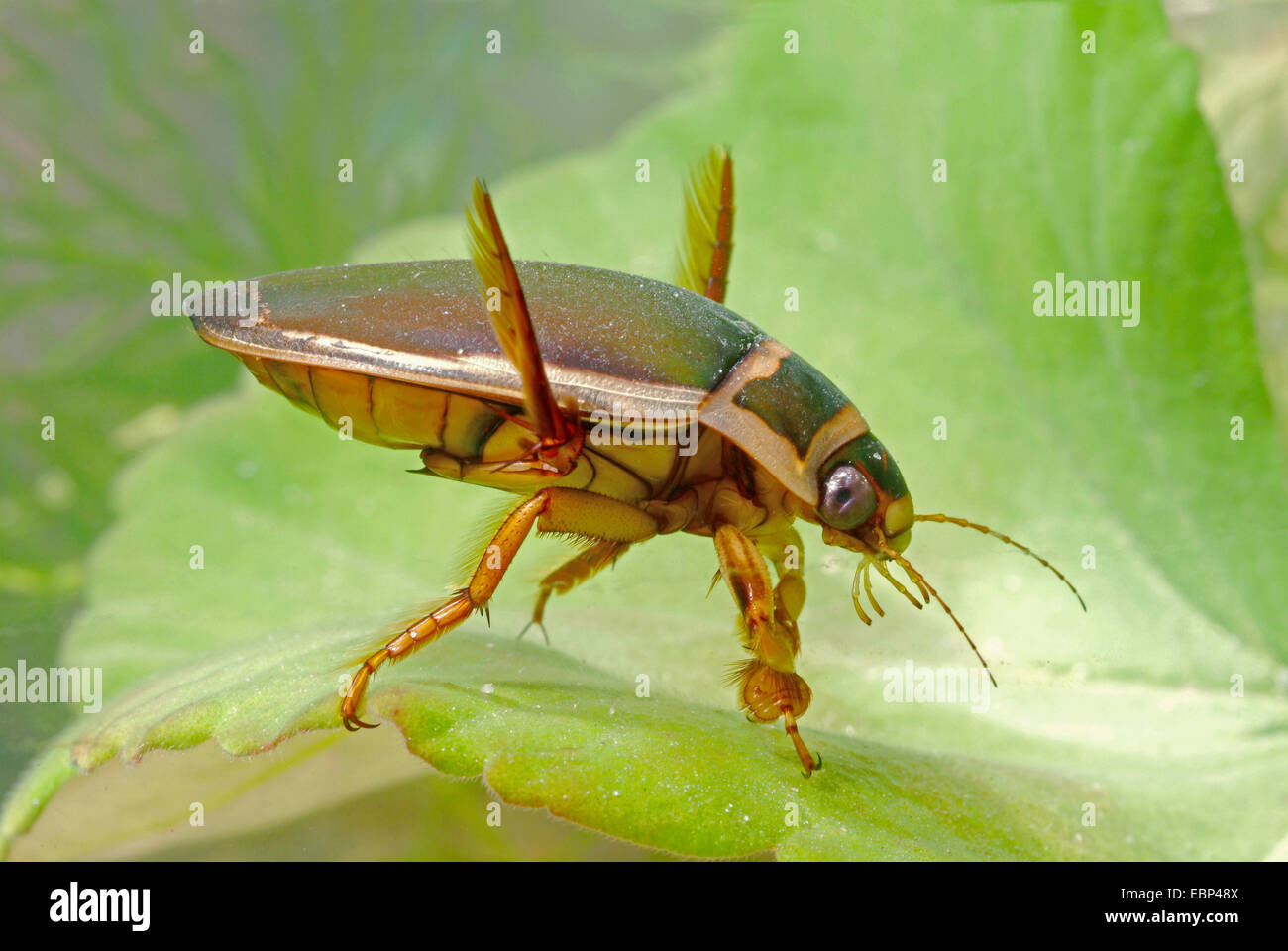 great diving beetle (Dytiscus marginalis), swimming, Germany Stock Photo Alamy