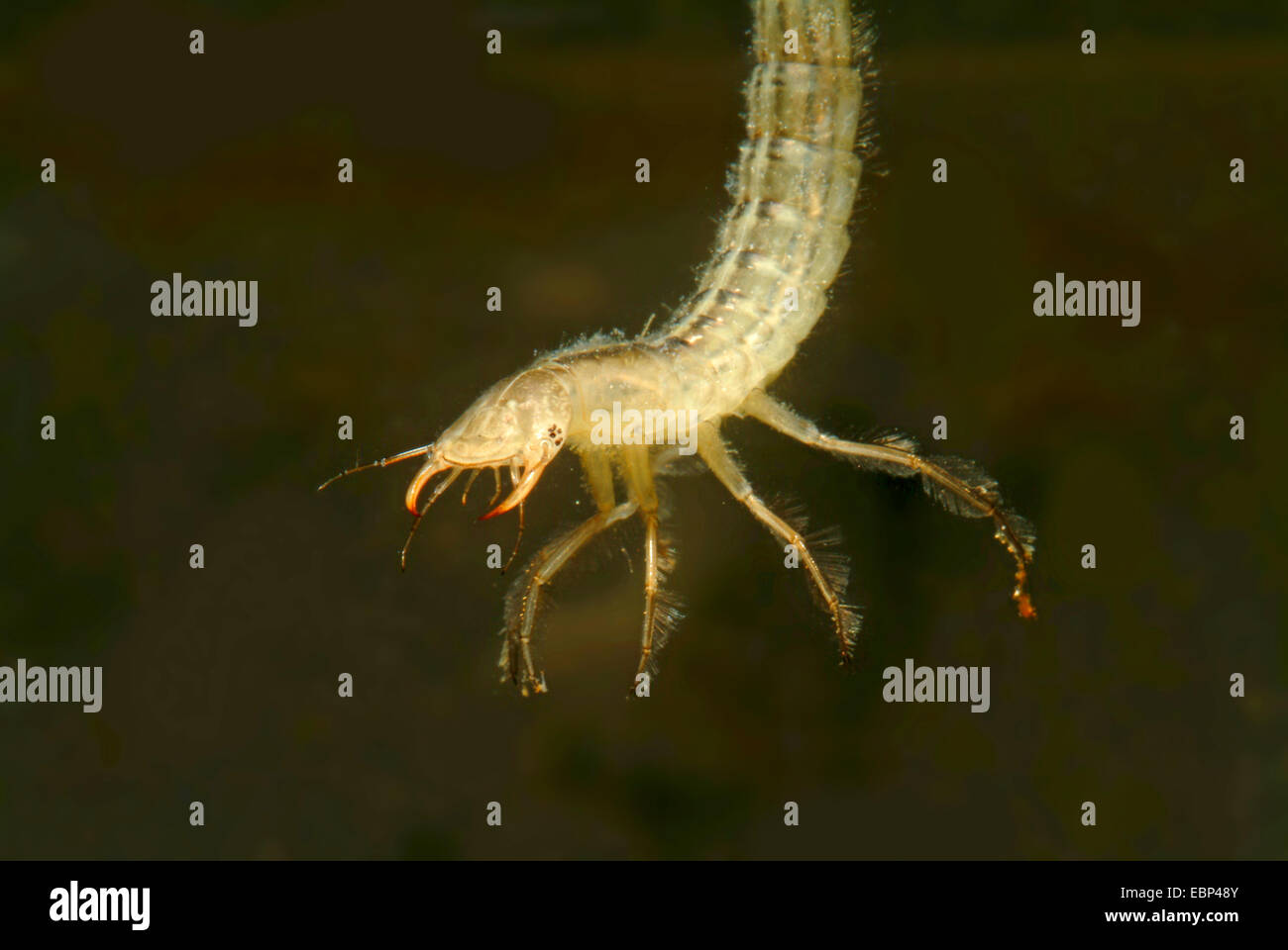 great diving beetle (Dytiscus marginalis), larva, Germany Stock Photo